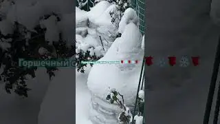 14 января24 г. Горшечный садик с розами❄️❤️❄️❤️❄️❤️❄️❤️❄️
