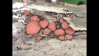 Identifying Eyelash Fungus, Scutellinia scutellata