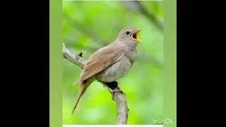 звуки природы / пение птиц / птицы / красивая мелодия 