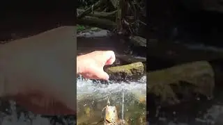 Beautiful Brown Trout August Helen GA