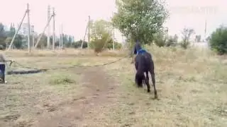 Кордоша, осень. 26 сентября