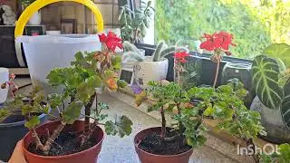КОМНАТНЫЕ РАСТЕНИЯ ПЕРЕСАДКА #flowers #garden #top #today #