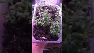 Сею Лаванду