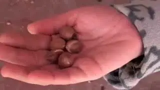 Марокко  Как делают аргановое масло или масло арганы  ARGAN OIL  MOROCCO