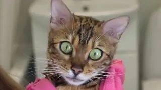 ANGEL BENGAL HOUSE TOUR