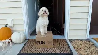 Dog Costume Party 
