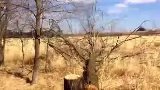 FAIL How Not To Cut A Tree Down