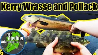 Kerry Wrasse and Pollack on Lures #lurefishing