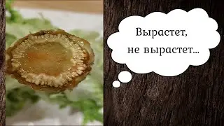 Мои растишки /Вырастет не вырастет/Салат дома