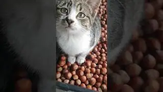 ПРИНЦЕССА НА ОРЕХАХ В ПИЦУНДЕ НА РЫНКЕ 