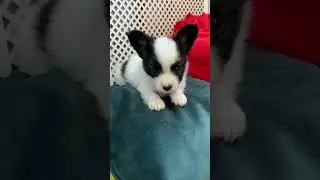 Продаётся папийон #папийон