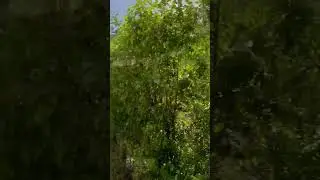 #алмарасан