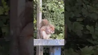#squirrel