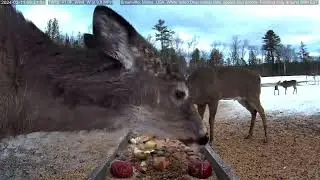 Super Bowl 58 Deer Pantry Prediction