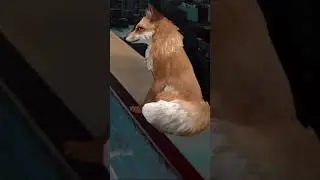 видео из моего ТТ #вайлдкрафт #играем