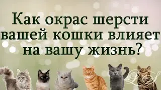 How your cat's coat color affects your life. Why your cat came to you.