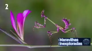 CURIOSIDADE SOBRE A MANTIS PREGUIÇOSA