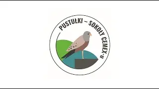 Projekt: Pustułki - sokoły CEMEX-u