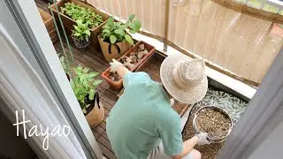 Small Vegetable Garden on my Balcony