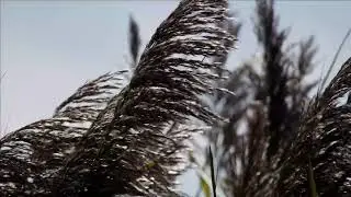 breeze sound effect