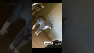 мам там паук!Говорит кот.