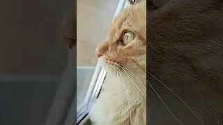 Мордочка😘💓 Музыка Автора 