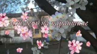 VLOG:|Мой день на карантине|Моня съела все мороженое 🐝?