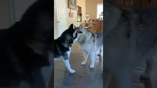 Sojou vs Dotty Wrestling #dogsplayingvideo #malamutelovers #alaskanmalamutes