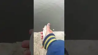#подязок