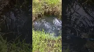 Mancing di sumur tua ikan ganas 😅 #iyanxyz #mancing