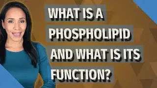 What is a phospholipid and what is its function?