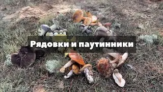 Как отличить зелёнки и подзёленки? «Поганки осенних сосновых боров» - рядовки и паутинники.