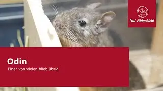 Degu Odin - Einer von vielen blieb übrig