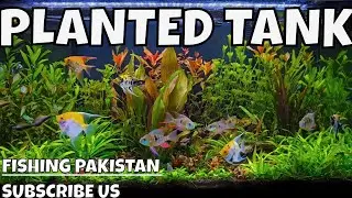 Vibrant Angelfishes: A Captivating Dive into a Lush Planted Aquarium