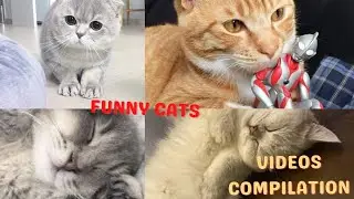 cats and kittens || funny cats videos compilation (9)