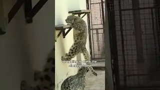 A loving elderly snow leopard couple #animals #love #shorts