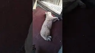 ✔Да, зубы😺 у тебя🐈 хорошие👍 #shorts✔
