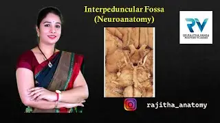 Interpeduncular Fossa (Neuroanatomy) by Dr. Rajitha Vanga