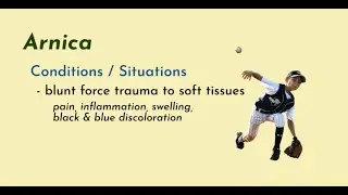 Materia Medica Series #24 Arnica montana