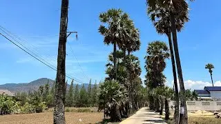 ដើមត្នោតនៅច្រកចូលវត្តទឹកវិលខេត្តកំពតមានអាយុកាលជាង 50 ឆ្នាំ