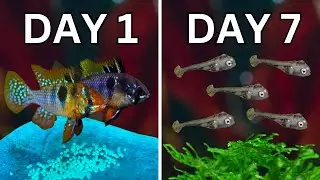 BREEDING Ram Cichlids - From Start to Finish!