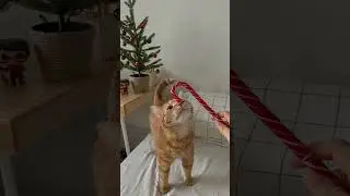 ШУРА - ТЫ НЕ ВЕРЬ СЛЕЗАМ