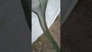 #волокуша#драчка#волок#снасть для лова рака#