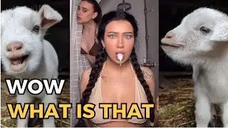 Unbelievable accidents | The sheep reaction (p35) #reaction #funnymoments