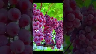 Please enjoy the fresh grape & fruit video❤ fruit video🔥Fruit Unzip Video#fruits
