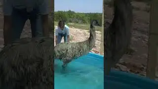 Stompy swims in his new pool for the 1st time! 🥹 