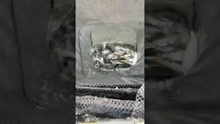 смотрим, что сегодня поймали. плотва на фидер. #рыбалка #фидер #gerafishing