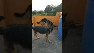 Debbie and Wolfie Play in Evening