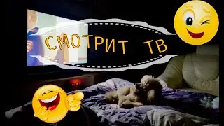 Пудель Денди смотрит телевизор перед сном 😂