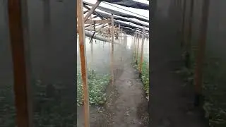 туманка первое включение. клубника рассада